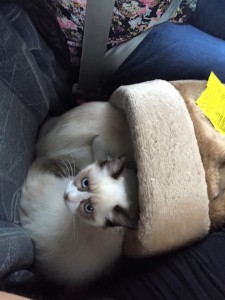 Mauws en Mimi, de Ragdoll kittens, in de auto zonder reismand