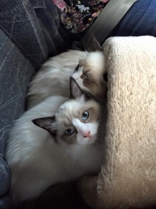 Ragdoll kittens in de auto
