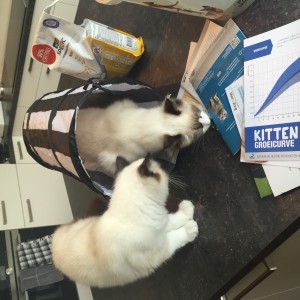 Ragdoll kittens unboxing suprisebox (10)