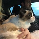 Mauws en Mimi - kat in de auto heenreis