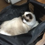 Mauws en Mimi - kat in reisbak
