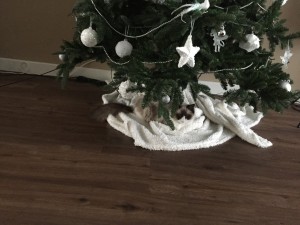 Mauws en Mimi - kat onder de kerstboom