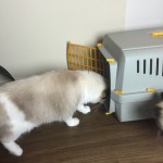 Mauws en Mimi - katten vervoerbak