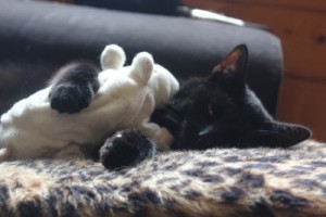 Mauws.nl - Snickers black cat met speelrat