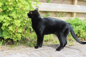 Mauws.nl - Snickers black cat spieratrofie