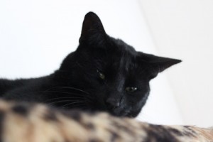 Mauws.nl - Snickers black cat