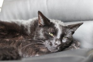 Mauws.nl - Snickers black cat