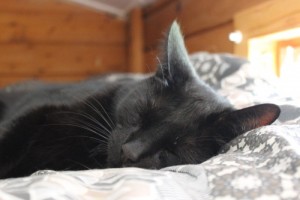 Mauws.nl - Snickers zwarte kat slaapt