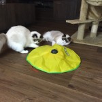 Ragdolls Mauws en Mimi testen kattenspeeltje Cat's Meow