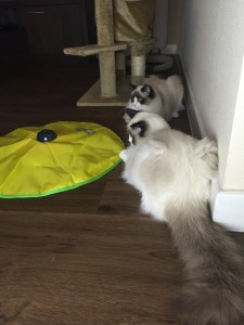 Ragdolls Mauws en Mimi testen kattenspeeltje Cat's Meow