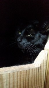 Snickers - black cat