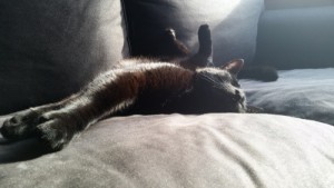 Snickers - lazy cat