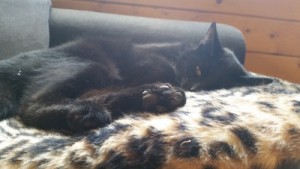 Mauws.nl - Snickers - zwarte kat chillen