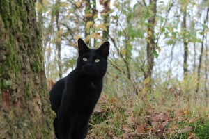 Snickers - zwarte kat in het bos