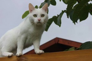 Mauws en Mimi - Snickers Bounty witte kat