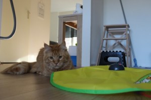 Mauws en Mimi - Jesper en Cat's Meow
