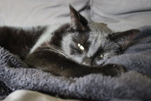 Mauws en Mimi - Snickers zwarte kat ziek