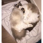 Mauws en Mimi kattenblog
