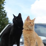 Mauws en Mimi - Jesper rode kat