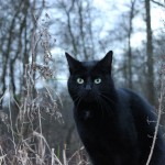 Mauws en Mimi - Snickers zwarte kat