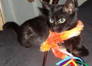 Mauws en Mimi - Diva zwarte kat