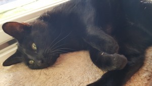 Mauws en Mimi - Snickers zwarte kat