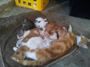 Mauws-en-Mimi - een nestje met kittens