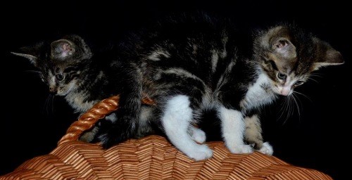 Mauws-en-Mimi - een nestje met kittens