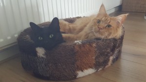 Mauws en Mimi - Jesper rode kat en Snickers zwarte kat