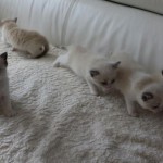 Kattengedicht kitten