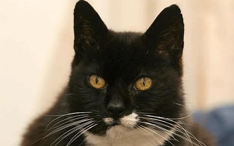 Mauws en Mimi - Oudste kat ter wereld Creme Puff