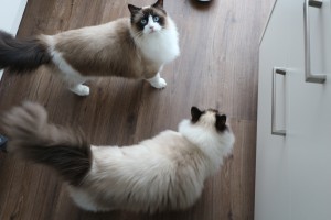 Mauws en Mimi - ontwormen van de kat