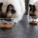 Mauws en Mimi - ontwormen van de kat