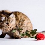 12 redenen waarom je kat de perfecte date voor Valentijnsdag is