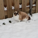 Mauws en Mimi in de sneeuw