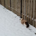 Mauws en Mimi in de sneeuw