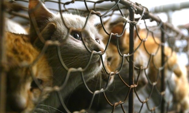 Taiwan verbiedt eten van kattenvlees