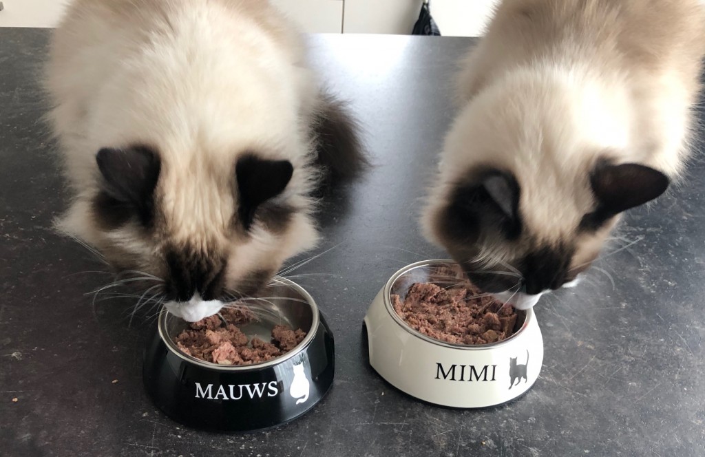 Mauws en Mimi - wereld dierendag