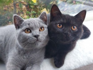 Kattenblog Mauws.nl - Bo en Mila 1 jaar
